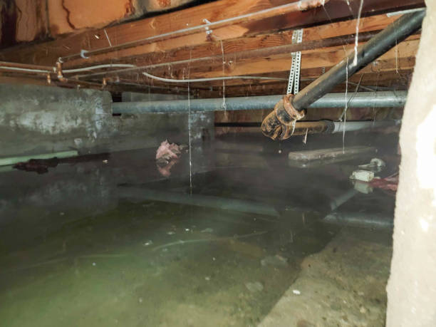 Best Flood damage cleanup  in Fountainebleau, FL