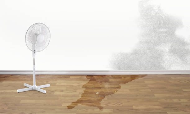 Best Water damage restoration near me  in Fountainebleau, FL