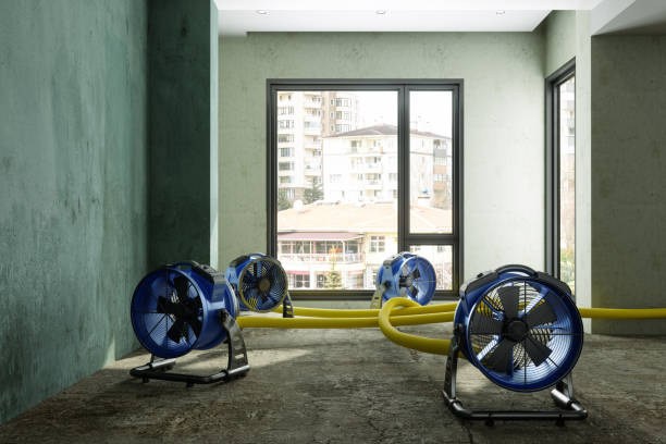 Best Mold removal after water damage  in Fountainebleau, FL